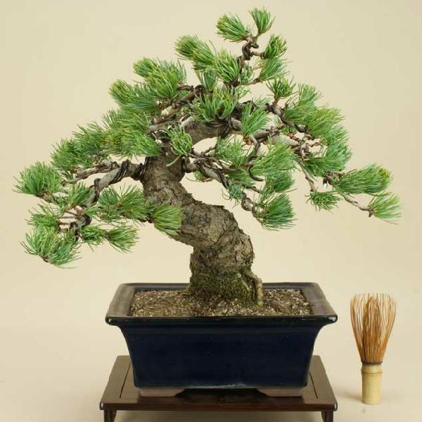送料無料】 五葉松 - 宮島 - 貴風サイズ（松盆栽）いよじ園