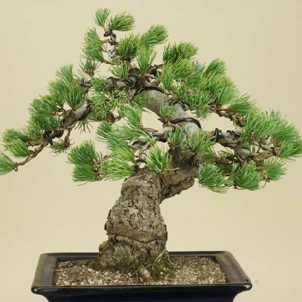 送料無料【盆栽 松】 五葉松 -宮島- [伊予路園]【中品盆栽】【松柏盆栽】 五葉松 宮島 中品盆栽