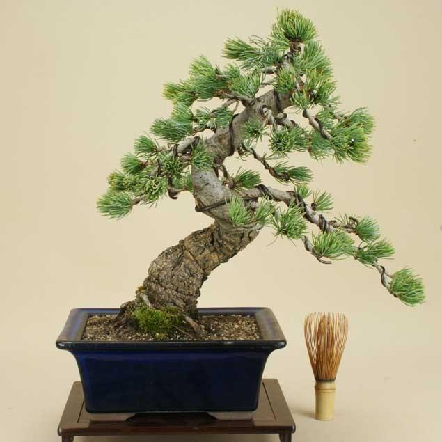 送料無料【盆栽 松】 五葉松 -宮島- [伊予路園]【中品盆栽】【松柏盆栽】