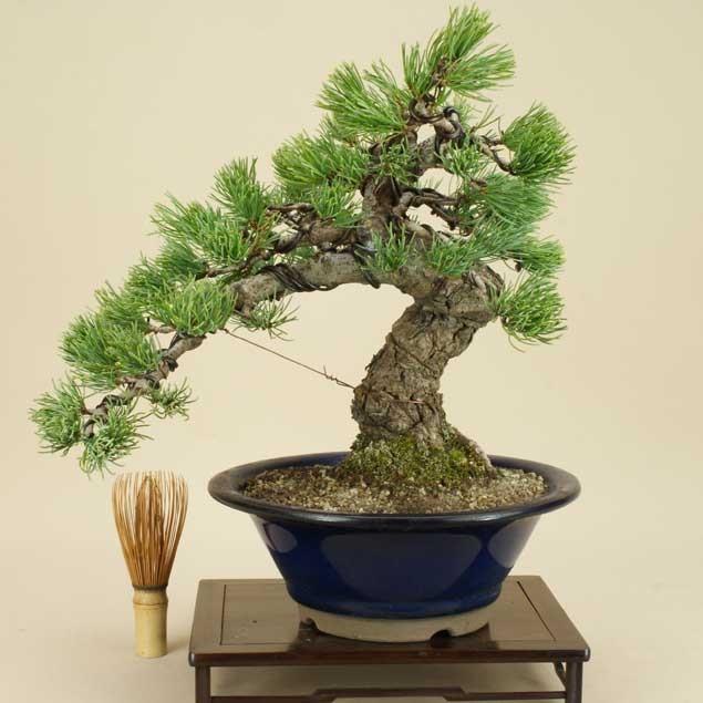 送料無料【盆栽 松】 五葉松 -宮島- [伊予路園]【中品盆栽】【松柏盆栽】