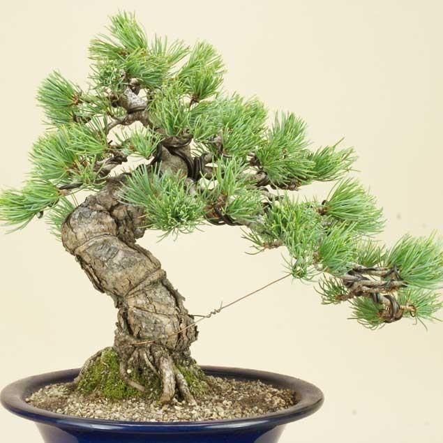 ［即日発送］ 送料無料【盆栽 松】 五葉松 -宮島- [伊予路園]【中品盆栽】【松柏盆栽】 【2379917009】(12248円)