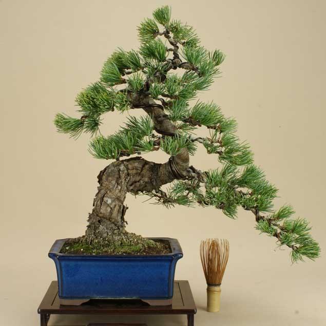 送料無料【盆栽 松】 五葉松 -宮島- [伊予路園]【中品盆栽】【松柏盆栽】