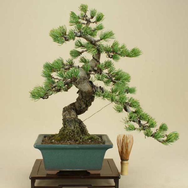 送料無料【盆栽 松】 五葉松 -宮島- [伊予路園]【中品盆栽】【松柏盆栽】