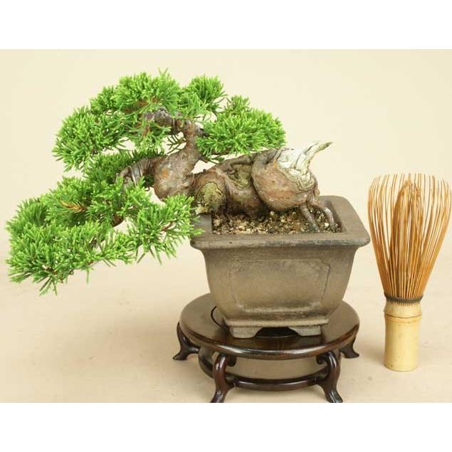 人気が高い 送料無料 小品盆栽 ミニ盆栽 真柏 シンパク 伊予路園 松柏盆栽 Smtb Kd Hak014 盆栽 いよじ園 Yahoo 店 通販 Yahoo ショッピング 公式 M Mahdi Net