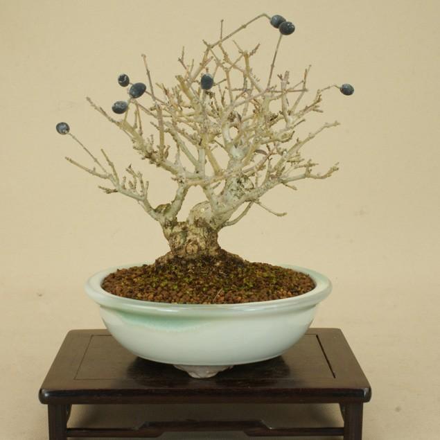 Web限定 イボタ 小品盆栽 雑木盆栽 いよじ園 伊予路園 開店祝い Missbargainhuntress Com