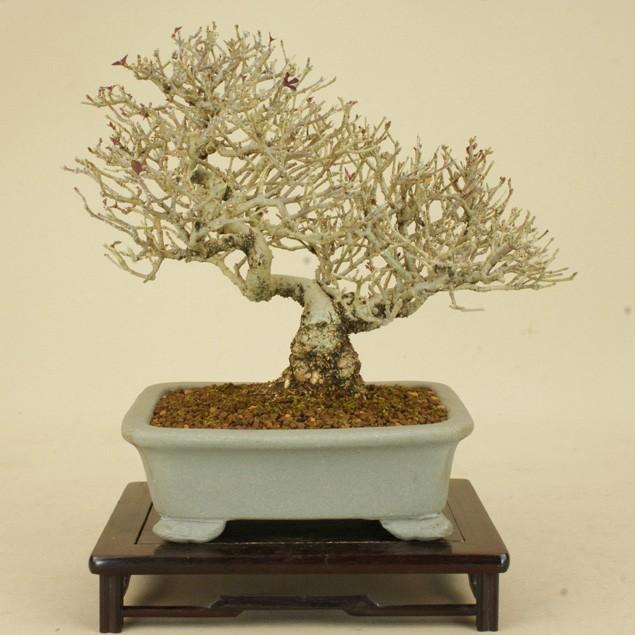 限定製作 イボタ 小品盆栽 雑木盆栽 いよじ園 伊予路園 最安 Mobile Scotturb Com