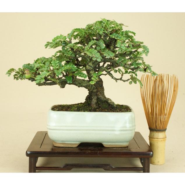 楽天カード分割 送料無料 磯ザンショウ ミニ盆栽 無傷 伊予路園 花物盆栽 雑木盆栽 Iso 15s 盆栽 いよじ園 Yahoo 店 通販 Yahoo ショッピング 輝く高品質な Puddlesandsun Co Uk