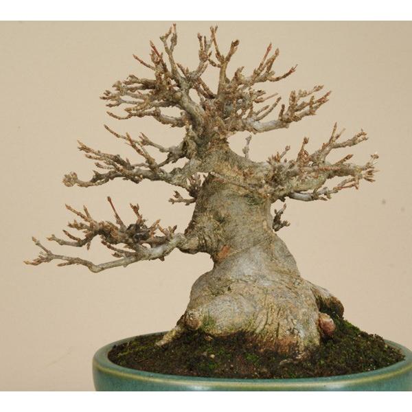 Rakuten 送料無料 小品盆栽 ミニ盆栽 楓 カエデ 伊予路園 紅葉 雑木盆栽 Smtb Kd 交換無料 Technet 21 Org