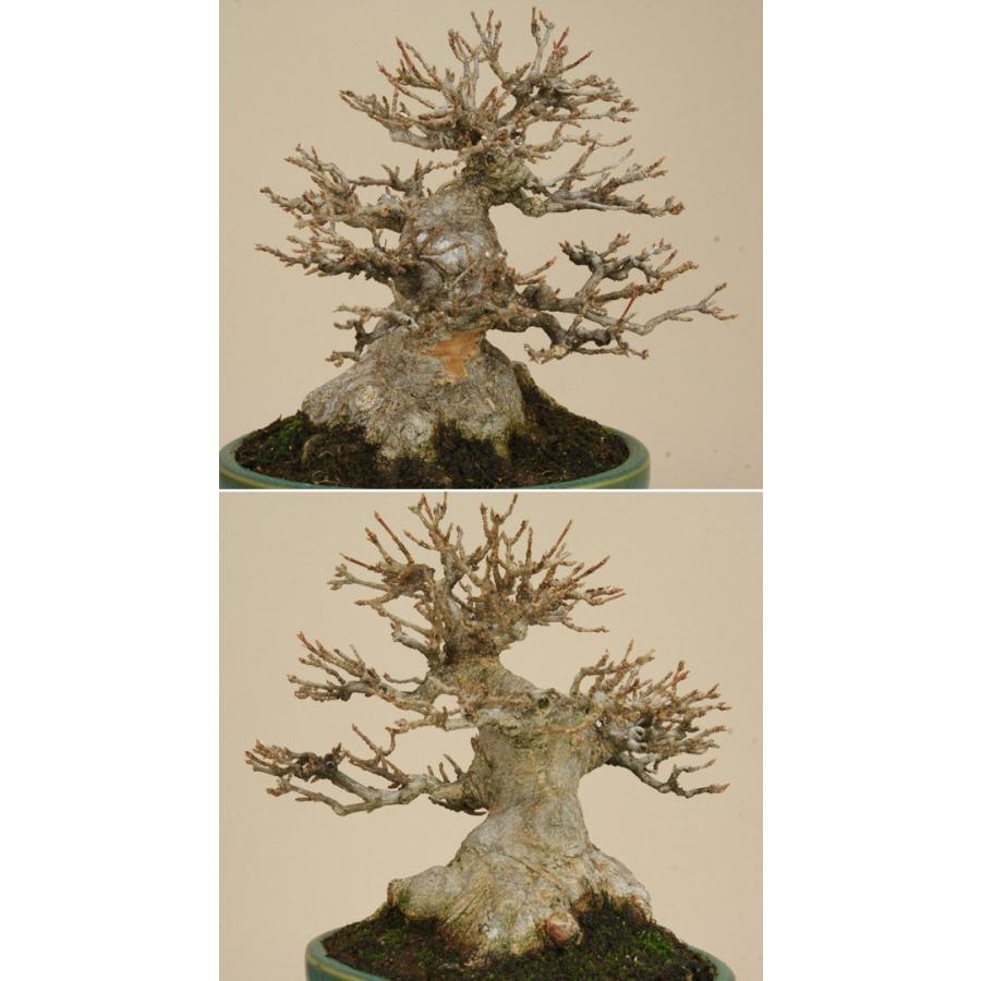 Rakuten 送料無料 小品盆栽 ミニ盆栽 楓 カエデ 伊予路園 紅葉 雑木盆栽 Smtb Kd 交換無料 Technet 21 Org