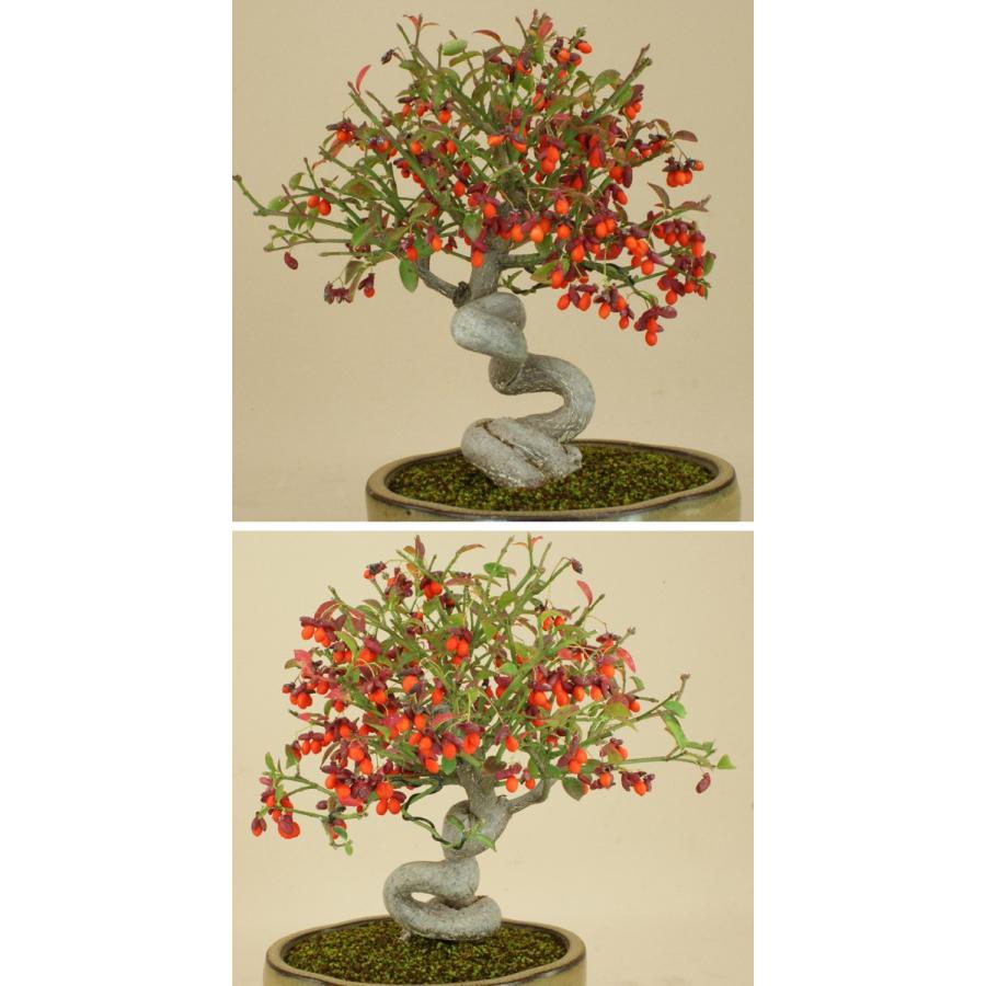 【限定品】 【送料無料】 コマユミ / 小真弓（小品盆栽） 【雑木盆栽 実物盆栽】【いよじ園 伊予路園】 【Q2058133362】(10592円)