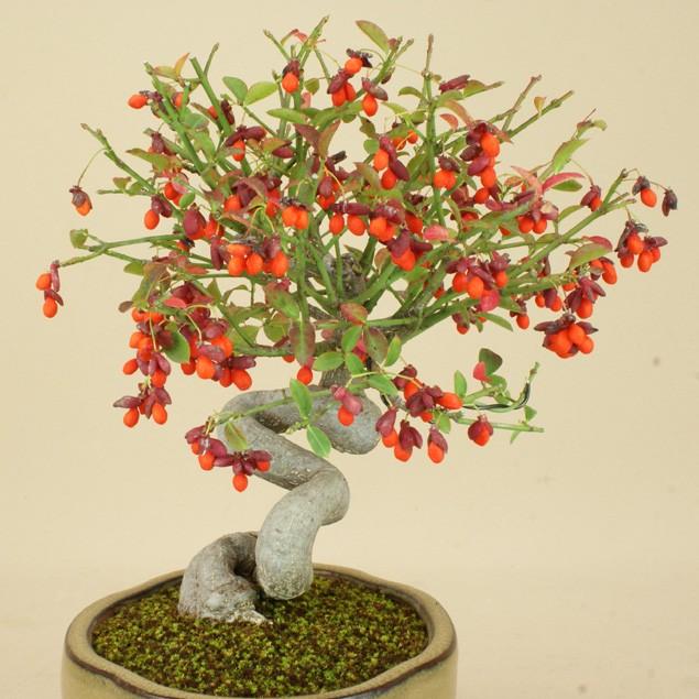 【限定品】 【送料無料】 コマユミ / 小真弓（小品盆栽） 【雑木盆栽 実物盆栽】【いよじ園 伊予路園】 【Q2058133362】(10592円)