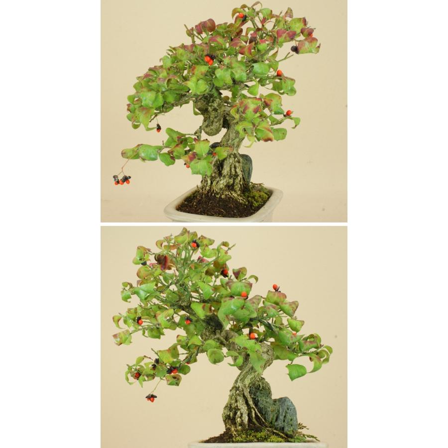 【送料無料】 コマユミ / 小真弓（小品盆栽） 【雑木盆栽 実物盆栽】【いよじ園 伊予路園】 コマユミ 小真弓 小品盆栽