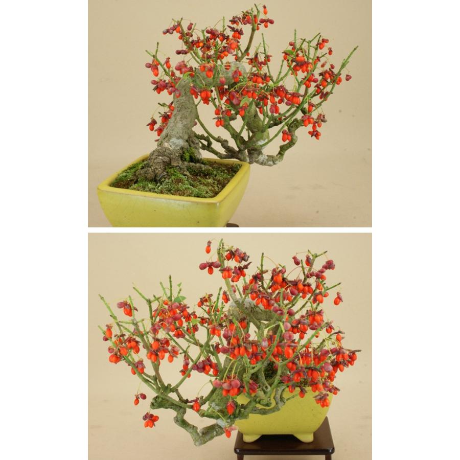 送料無料 コマユミ 小真弓 貴風サイズ 雑木盆栽 実物盆栽 いよじ園 伊予路園 Kmym24m2 盆栽 いよじ園 Yahoo 店 通販 Yahoo ショッピング