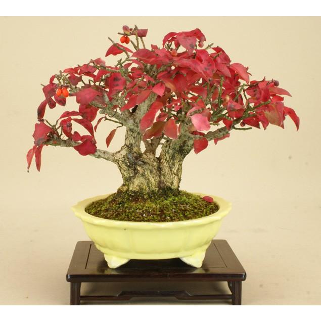 【送料無料】 コマユミ / 小真弓（小品盆栽） 【雑木盆栽 実物盆栽】【いよじ園 伊予路園】