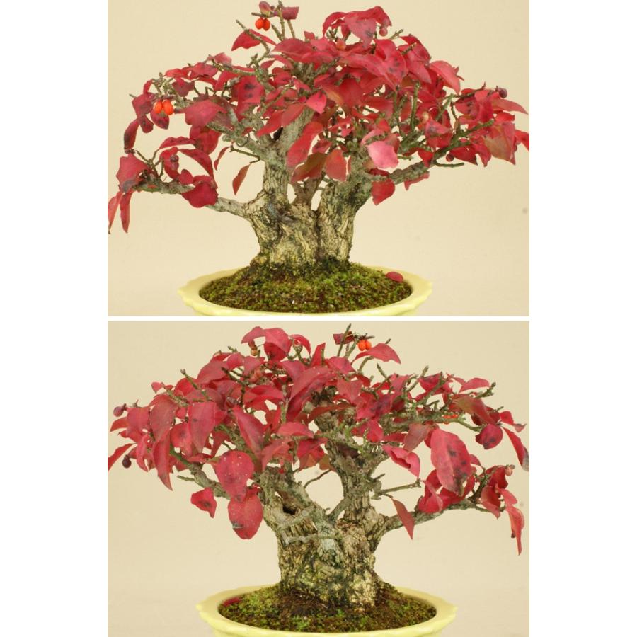 【送料無料】 コマユミ / 小真弓（小品盆栽） 【雑木盆栽 実物盆栽】【いよじ園 伊予路園】 コマユミ 小真弓 小品盆栽