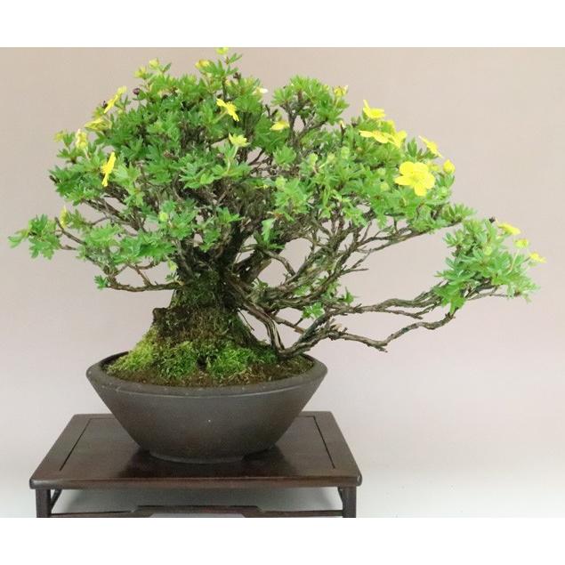 【送料無料】 金露梅 / キンロバイ 中品盆栽 【いよじ園 伊予路園】