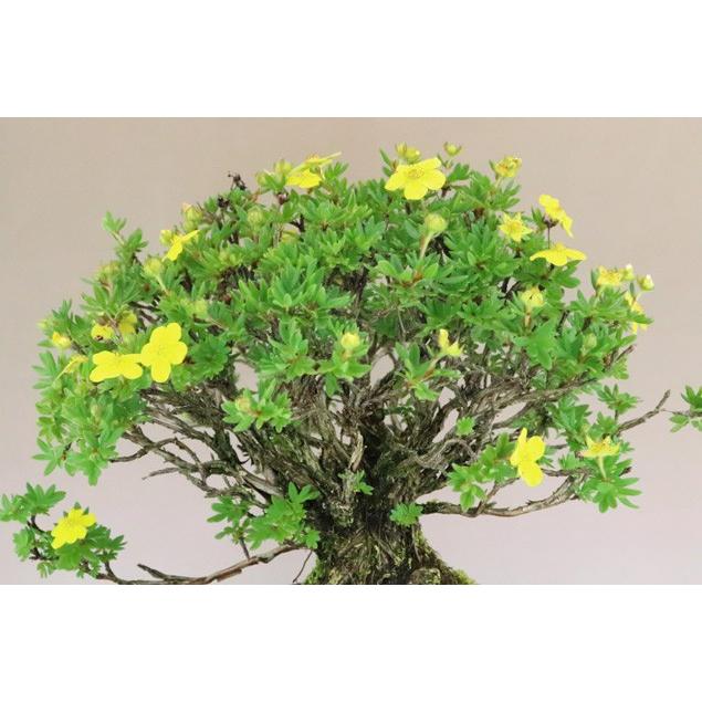 【送料無料】 金露梅 / キンロバイ 中品盆栽 【いよじ園 伊予路園】 金露梅 キンロバイ