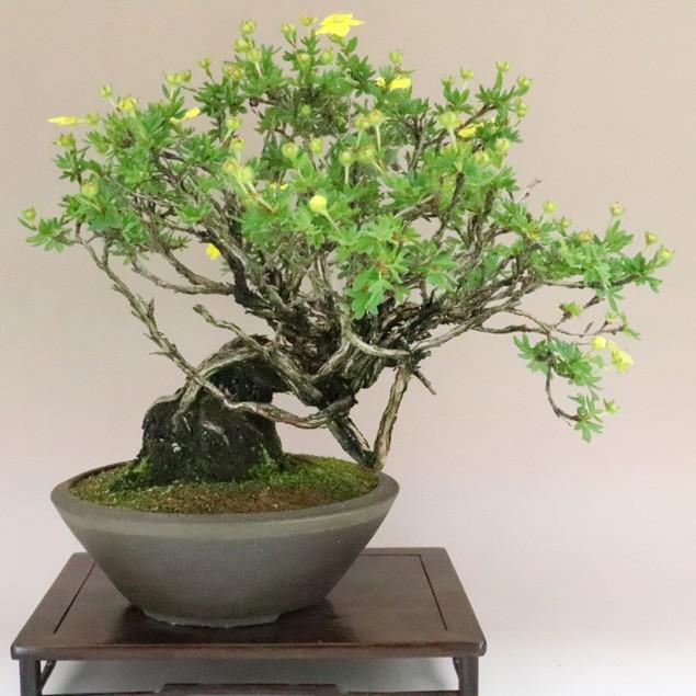 【送料無料】 金露梅 / キンロバイ 中品盆栽 【いよじ園 伊予路園】