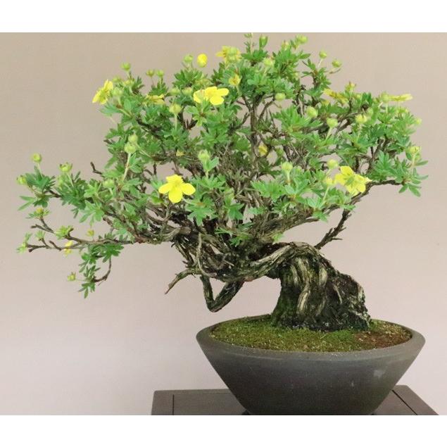 完動品 【送料無料】 金露梅 / キンロバイ 中品盆栽 【いよじ園 伊予路園】 【2526026936】(13000円)