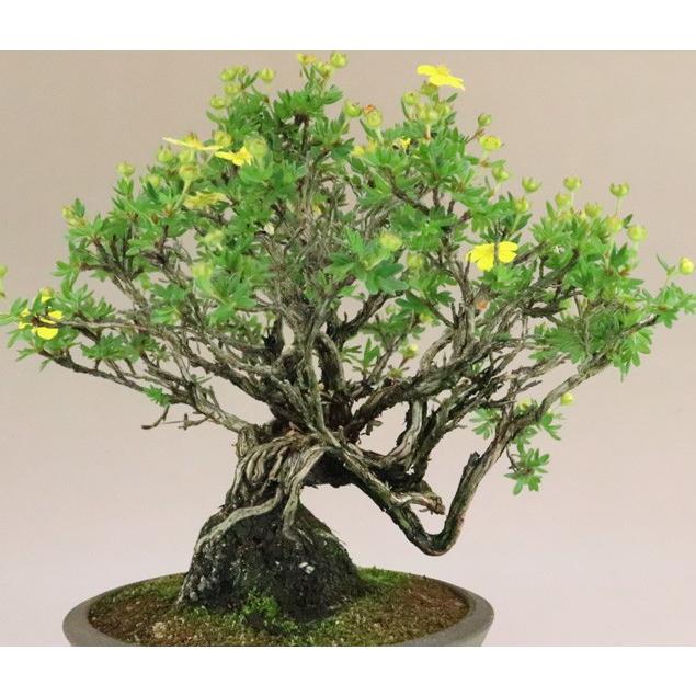 完動品 【送料無料】 金露梅 / キンロバイ 中品盆栽 【いよじ園 伊予路園】 【2526026936】(13000円)