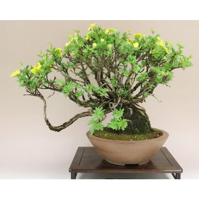 【送料無料】 金露梅 / キンロバイ 中品盆栽 【いよじ園 伊予路園】