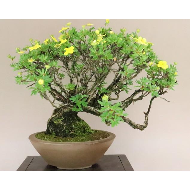 【送料無料】 金露梅 / キンロバイ 中品盆栽 【いよじ園 伊予路園】 金露梅 キンロバイ