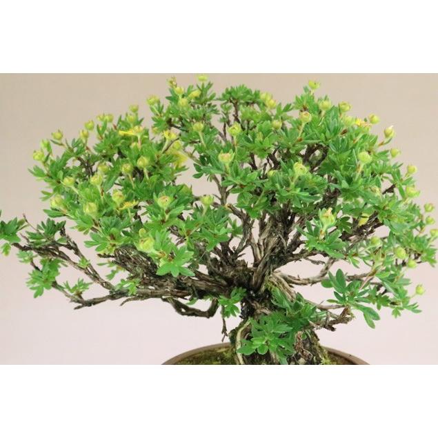 【送料無料】 金露梅 / キンロバイ 中品盆栽 【いよじ園 伊予路園】 金露梅 キンロバイ