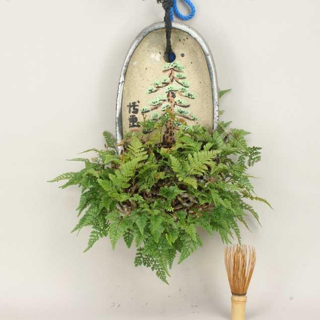 草物盆栽 つり忍 常磐シノブ 中 伊予路園 Www Wearefromdust Org