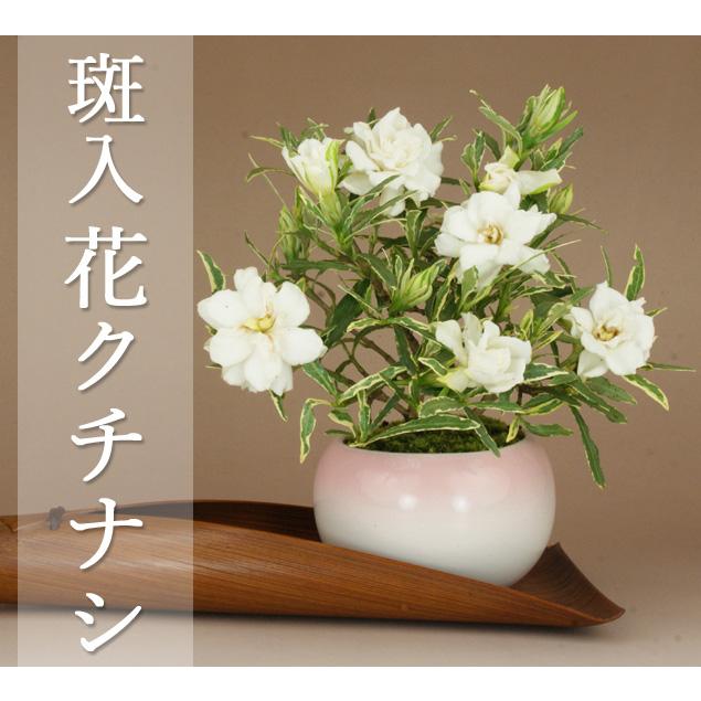 送料無料 斑入花クチナシ 八重咲 ミニ盆栽 ほっこり丸3号鉢 育て方説明書 肥料1年分プレゼント 花物盆栽 いよじ園 伊予路園 Kuti50 盆栽 いよじ園 Yahoo 店 通販 Yahoo ショッピング