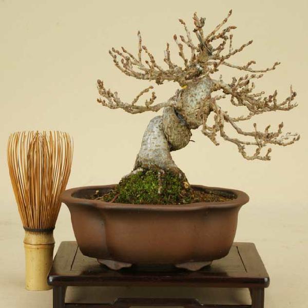 開店祝い 送料無料 小品盆栽 ミニ盆栽 姫桑 ヒメクワ 伊予路園 実物盆栽 雑木盆栽 Kuw 100 盆栽 いよじ園 Yahoo 店 通販 Yahoo ショッピング 新発 Mobile Scotturb Com