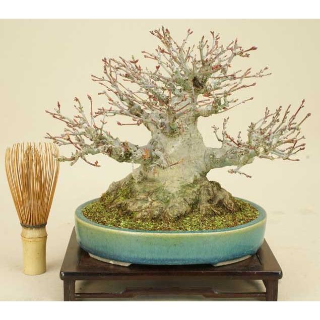 送料無料【小品盆栽 ミニ盆栽】 山モミジ 【紅葉】【雑木盆栽】