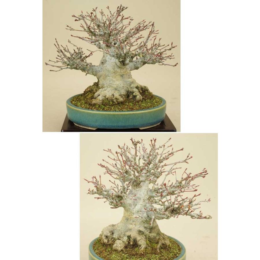 即出荷】 送料無料 山モミジ 盆栽 | pavdobrasil.com.br