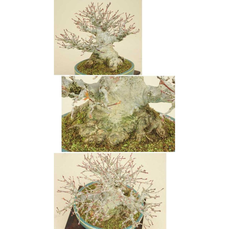 【限定品】 送料無料【小品盆栽 ミニ盆栽】 山モミジ 【紅葉】【雑木盆栽】 【VQL1525279638】(54022円)