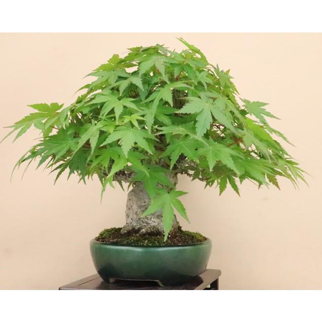 71％以上節約山モミジ 小品盆栽 （いよじ園） 盆栽 | valoriza.co.mz