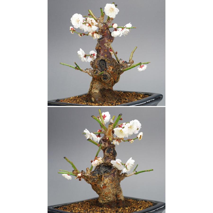 小品盆栽 ミニ盆栽 梅 野梅 八重咲 伊予路園 花物盆栽 雑木盆栽 N Ume0 盆栽 いよじ園 Yahoo 店 通販 Yahoo ショッピング