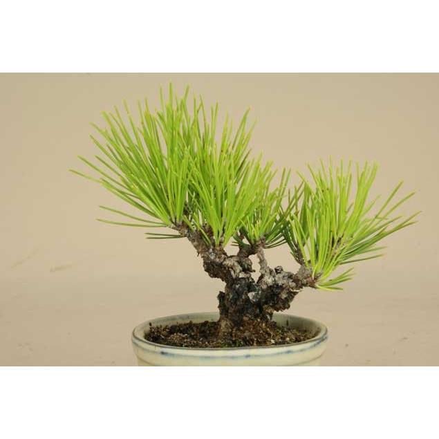 ミニ盆栽 豆盆栽 錦松 伊予路園 松柏盆栽 Nsk 101 盆栽 いよじ園 Yahoo 店 通販 Yahoo ショッピング