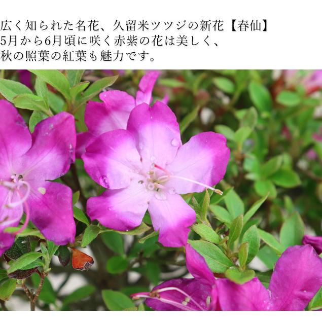 22年の花は終了 送料無料 久留米ツツジ 新花 春仙 撫角4号鉢7カラー 最高級肥料1年分プレゼント 花物盆栽 いよじ園 伊予路園 Satsuki009 盆栽 いよじ園 Yahoo 店 通販 Yahoo ショッピング