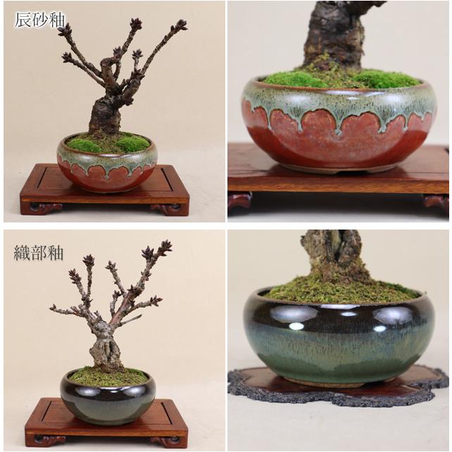 美芸　小品盆栽　山野草 dショッピング |（山野草）苔盆栽 おまかせ山野草 ミニ小鉢植え