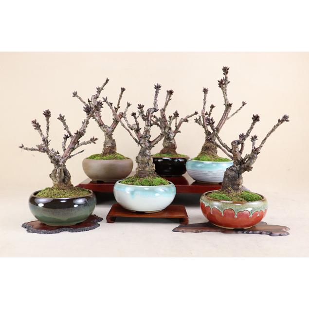 旭山桜(一才性 八重咲)小品盆栽 最高級肥料1年分プレゼント 旭山桜(一才性 八重咲)小品盆栽 最高級肥料1年分プレゼント