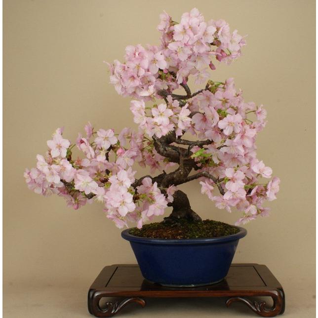 すべての美しい花の画像 エレガント河津 桜 盆栽