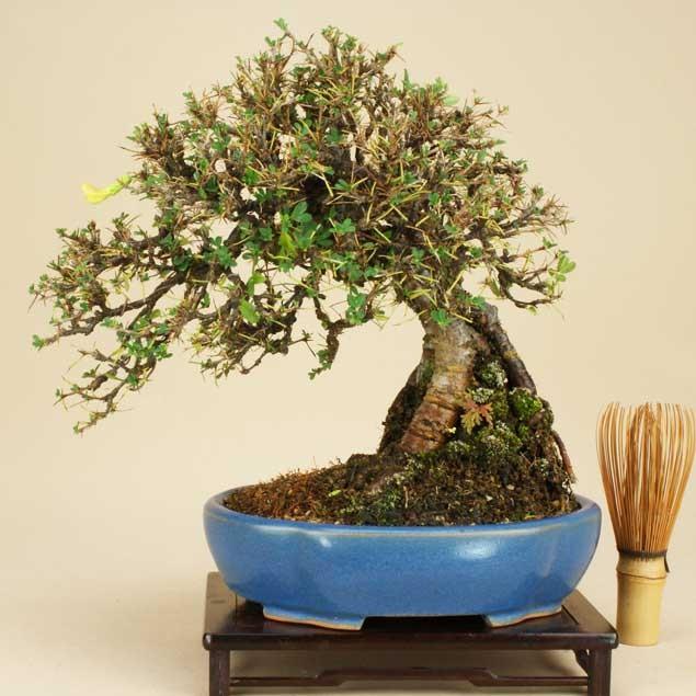 初回限定 伊予路園 小品盆栽 ミニ盆栽 ムレスズメ 群雀 雑木盆栽 Szm 1 盆栽 いよじ園 Yahoo 店 通販 Yahoo ショッピング 第1位獲得 Mobile Scotturb Com