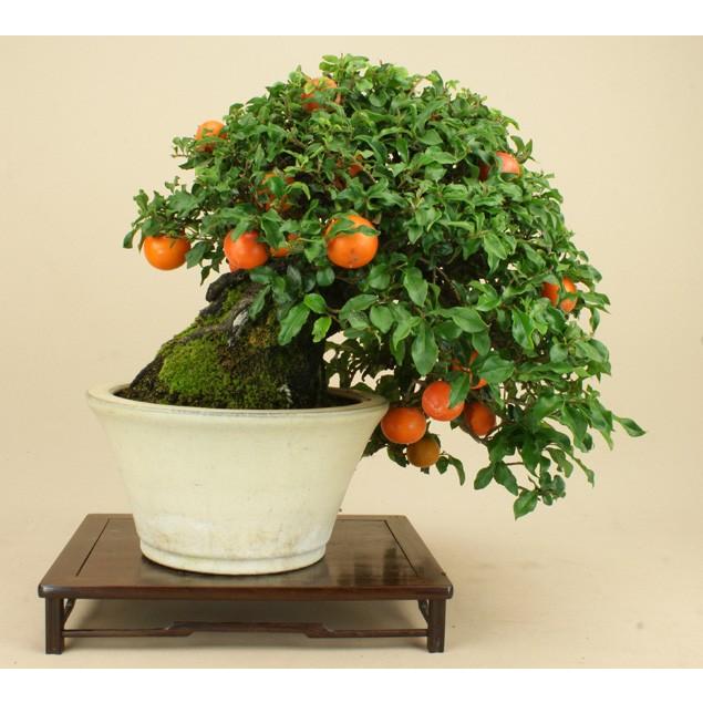 新作からSALEアイテム等お得な商品満載】 常盤柿 トキワ柿 （中品盆栽