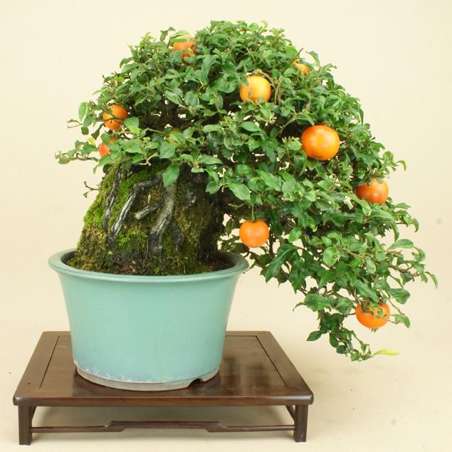 初回限定】 常盤柿 トキワ柿 中品盆栽 小葉性 無傷 g-n-p.co.uk