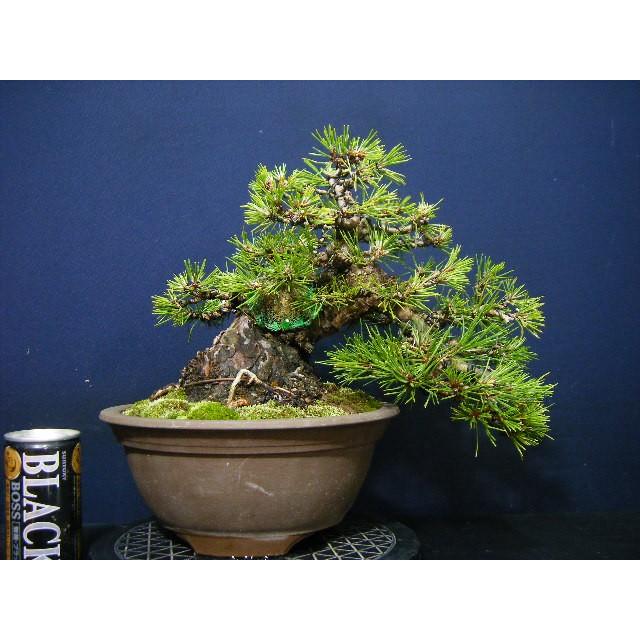 黒松盆栽2 極太懸崖