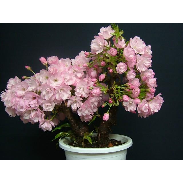 桜盆栽＞旭山二本桜（3）＞花芽がいっぱい開花楽しみ｜izubonstore