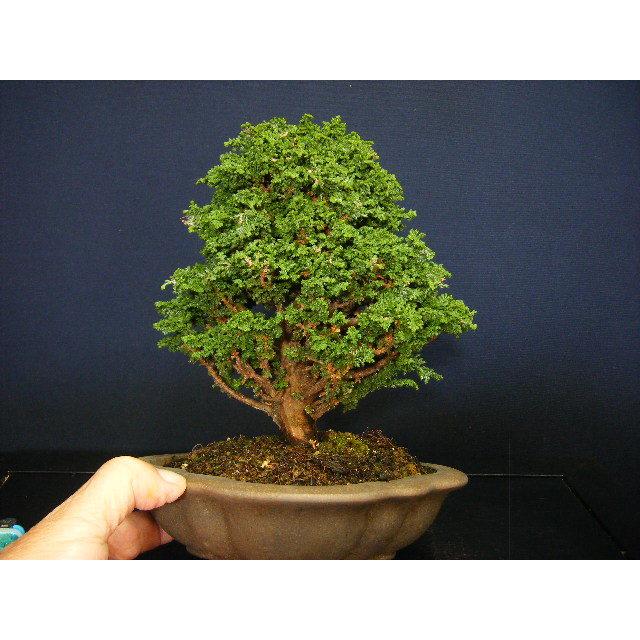 安心の定価販売 石化檜 優良小品盆栽 格安人気 Turningheadskennel Com