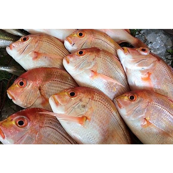 創業４５年の魚屋が厳選した鹿児島県産 レンコ鯛の一夜干し Ta002 出水田鮮魚 通販 Yahoo ショッピング