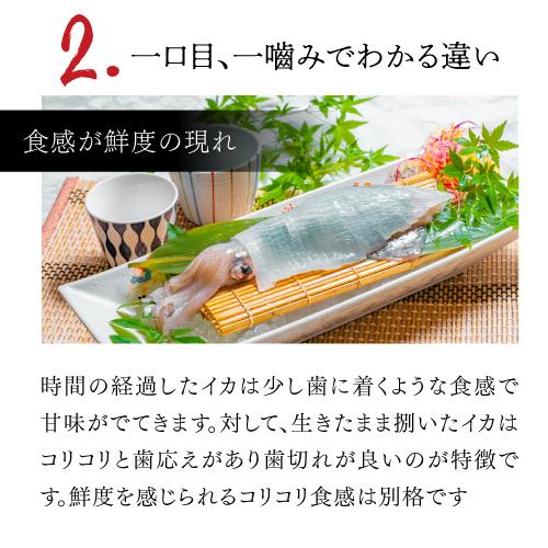 玄界灘産 イカの姿造り 2杯 セット いか イカ 烏賊 剣先いか お取り寄せ 刺身 お造り 福岡 玄界灘 海鮮 産地直送 産直 ツマミナ 産直 日本のsake 和泉清yahoo 店 通販 Yahoo ショッピング