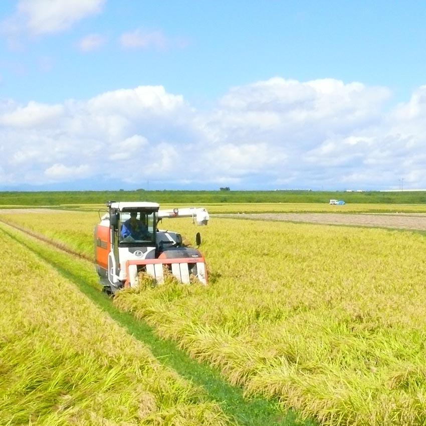ひとめぼれ 白米 30kg 令和7年産 一等米 宮城県登米市産 2025年 精米