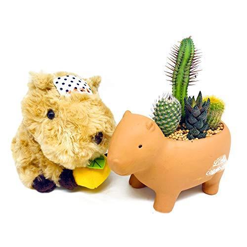1554円 高級ブランド 伊豆シャボテン本舗 元祖カピバラのぬいぐるみ Amp カピバラポット Lサイズ サボテン 多肉植物 4種入り セット